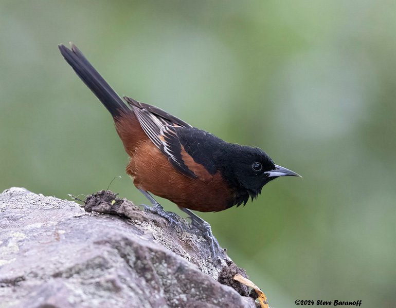 _B248768 orchard oriole.jpg